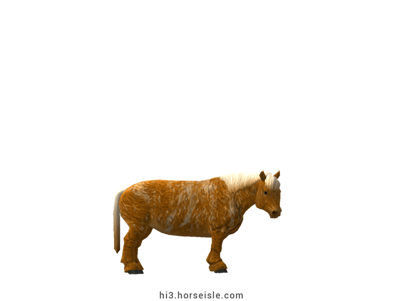 Cow-pony Highland Flaxen Brindle Bright Chestnut Coat